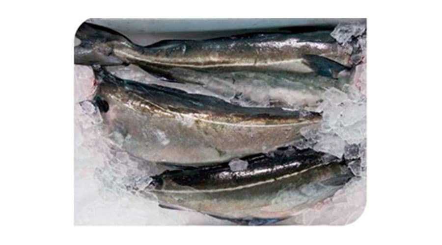 peces congelados
